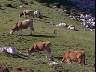VACAS (4)